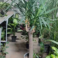 گلسرای گلبانو