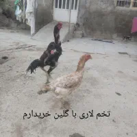 تخم لاری .گلین