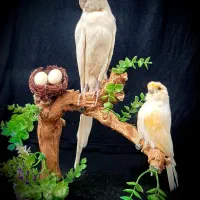 مجسمه|مجسمه، تندیس، ماکت|کرمانشاه, |دیوار