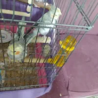 عروس هلندی|پرنده|قرچک, مهدیه|دیوار