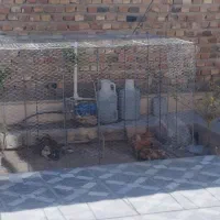 طور و قفس مرغ....