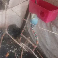 مرغ عشق