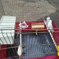 مرغ عشق جفت|پرنده|قدس, شهرقدس|دیوار