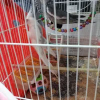 یک جفت عروس هلندی|پرنده|تربتحیدریه, بالا ولایت|دیوار