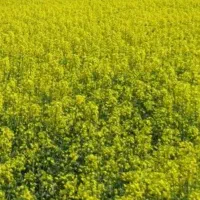 اجاره زمین کشاورزی