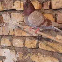 کفتر|پرنده|آران و بیدگل, |دیوار