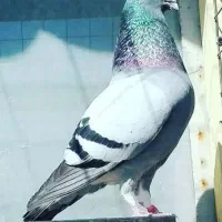توضیحات رو بخون
