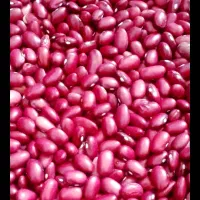 لوبیا قرمز بذری