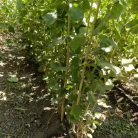 نهال سریع الرشد صنوبر نیگرا ترک امکان پرداخت درمحل