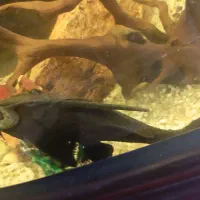 ماهی که فیش بزرگ پلنگی|ماهی|تبریز, |دیوار