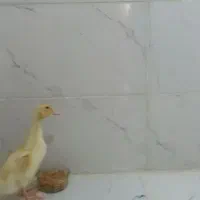 واگداری اردک 2ماههجوجه اردک دو