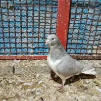 شهری الماسی|پرنده|مرودشت, ابوذر جنوبی|دیوار