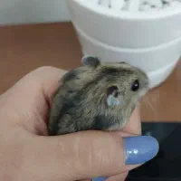 همستر نر و ماده|موش و خرگوش|تهران, دهقان|دیوار