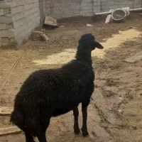 سیاه  دامازدخ مخصوص خواص پسندا قیمت ۵۵ میلیون