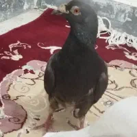 کبوتر دورگ