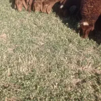 بره نر|حیوانات مزرعه|بلبان آباد, |دیوار