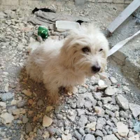 سگ پاکوتاه هاوانیز|سگ|کرمانشاه, |دیوار