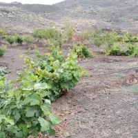 زمین باغی 2500متررازقند