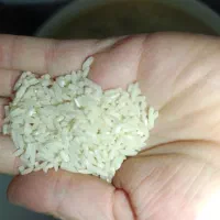 500 کیلو برنج هاشمی درجه یک فروش فوری