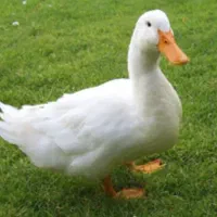 اردک