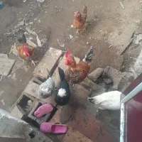 مرغ و خروس محلی