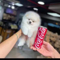 پامر طلایی خوش رنگ و سفید برفی تنوع بسیار