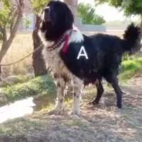 واگذاری لاس قهدریجانی .قدرجونی اصیل