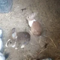 خرگوش ماده بالغ