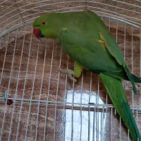 طوطی ملنگو ماده|پرنده|رودهن, |دیوار
