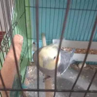 طوطی عروس هلندی نر مست آماده جفت سخنگو|پرنده|الوند, |دیوار