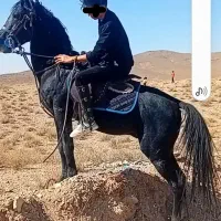 با سلام یک راس اسب نریان نژاد کرد