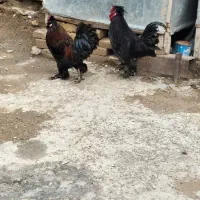 دو عدد خروس