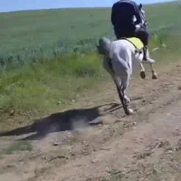 اسب کرد|اسب و تجهیزات اسبسواری|تیکمه داش, |دیوار