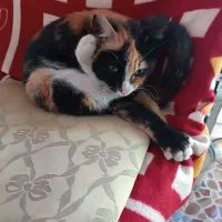 گربه خانگی رایگان