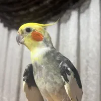 عروس هلندی نر بالغ|پرنده|تهران, جنت‌آباد مرکزی|دیوار