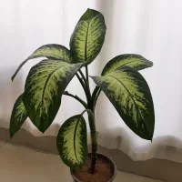 گل دیفن و الوورا وسانسوریا و نخل و کاکتوس