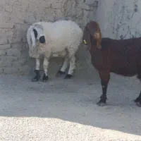 قوچ وبز مری|حیوانات مزرعه|هامون, |دیوار