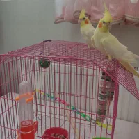 عروس هلندی (لوتینو )|پرنده|قم, بنیاد|دیوار