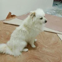 واگذاری پامر میکس فوری