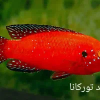 سیکلید تورکانا|ماهی|فولادشهر, B4|دیوار