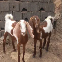 فروش دو عدد کره پاکستانی