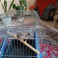 مینا|پرنده|شیراز, وحدت|دیوار