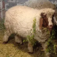میش وبره نر سنجابی