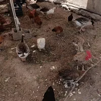 چهار  عدد غاز دونه ۶۰۰ و ۱۵ عدد مرغ و خروس  ۵۰۰|حیوانات مزرعه|دوگنبدان, |دیوار