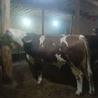 ۷راس گوساله نر کشتاری سیمنتال