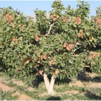 مشاوره .کاشت پسته
