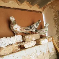 کفترپرشتی‌ب‌درد‌بخور