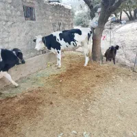 فروش گاو و گوساله و چند راس بزغاله|حیوانات مزرعه|ایلام, |دیوار