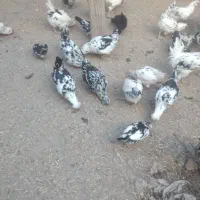 فروش تعداد مرغ و خروس گلین زیبا و اصل|حیوانات مزرعه|دهگلان, |دیوار