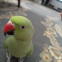 طوطی ملنگو ماده
